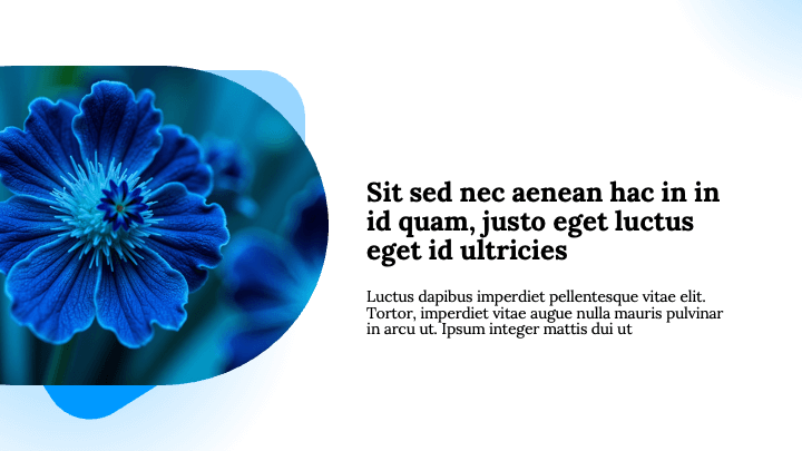 Stellar Blossom Blue Professional slide 2